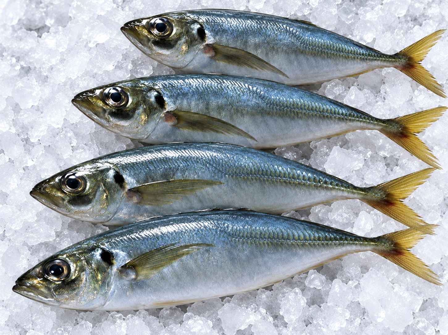Horse Mackerel