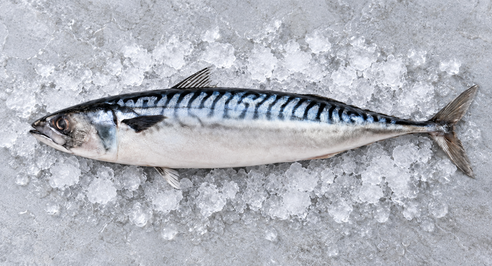Mackerel